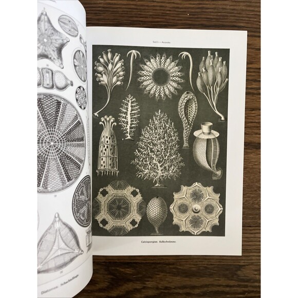 Olaf Breidbach Art Forms in Nature (Paperback) One Hundred Color Plates 2004 - Picture 2 of 4